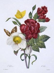 Ellebore e Cravo, de &39;Escolha das mais belas flores&39;, publicou Paris, 1829 (gravura colorida à mão)